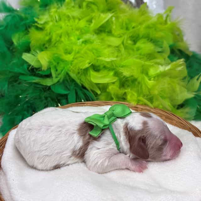 Ellie's Green G - Cavapoo Female