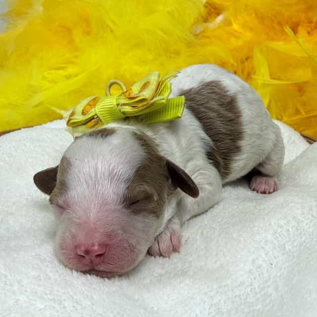 Ellie Yellow Gi - Cavapoo Female