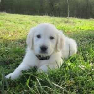 nana - Golden Retriever Female