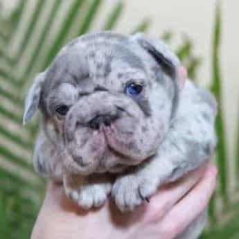 Rio - French Bulldog Male