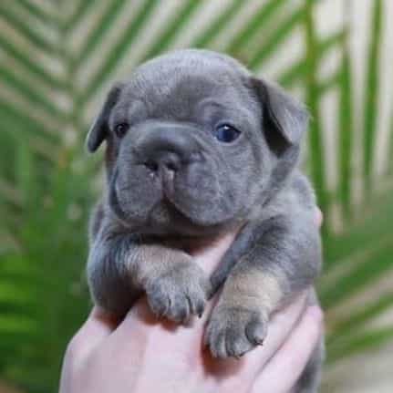 Ralf  - French Bulldog Male