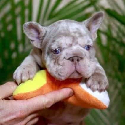 Roxi - French Bulldog Female