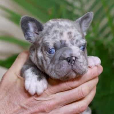 Rose - French Bulldog Female