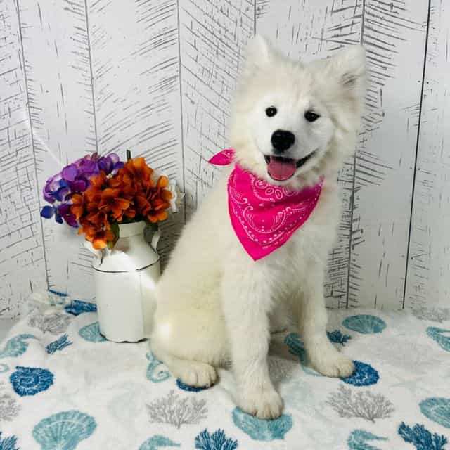 Gloria - Samoyed Female