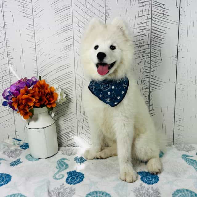 Oso - Samoyed Male