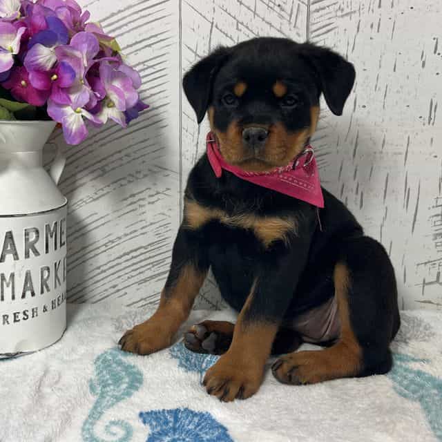 Zoey - Rottweiler Female