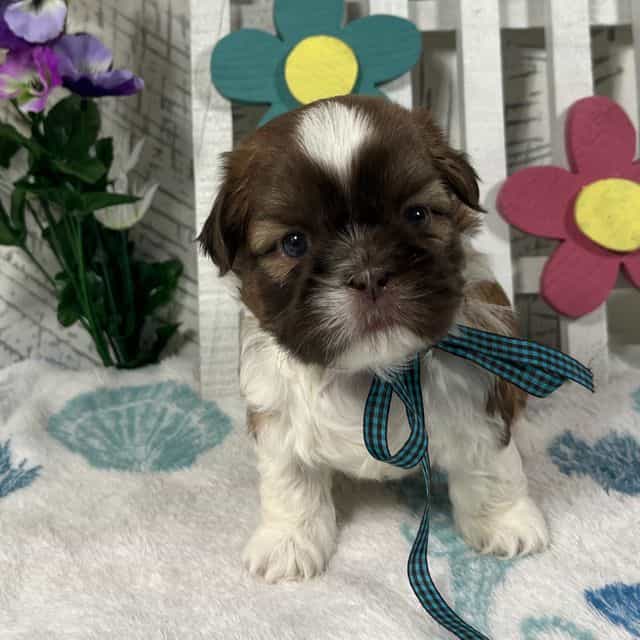 Scooter - Shih Tzu Male