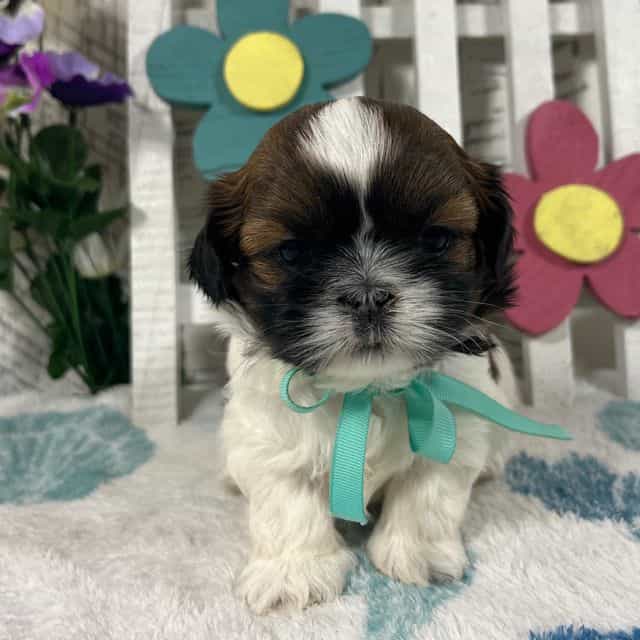 Pebbles - Shih Tzu Male