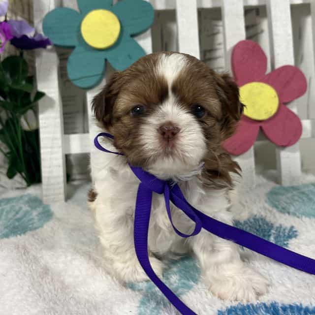 Minnie - Shih Tzu Female