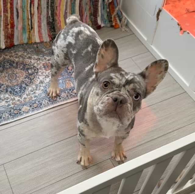 North - French Bulldog Female