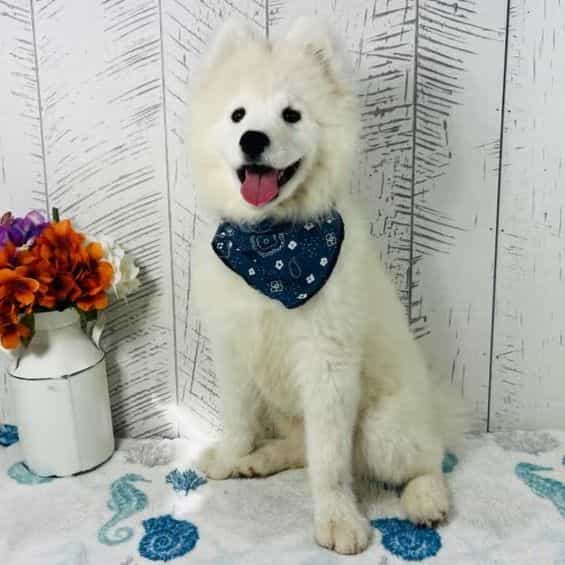 Oso - Samoyed Male
