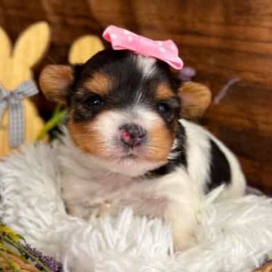 Delila - Biewer Terrier Female