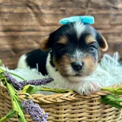 Domino - Biewer Terrier Male