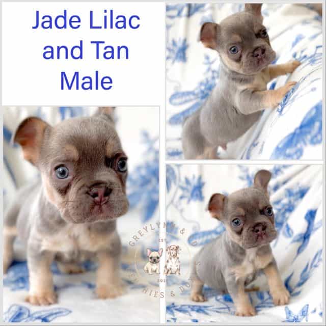 Jade - French Bulldog Male