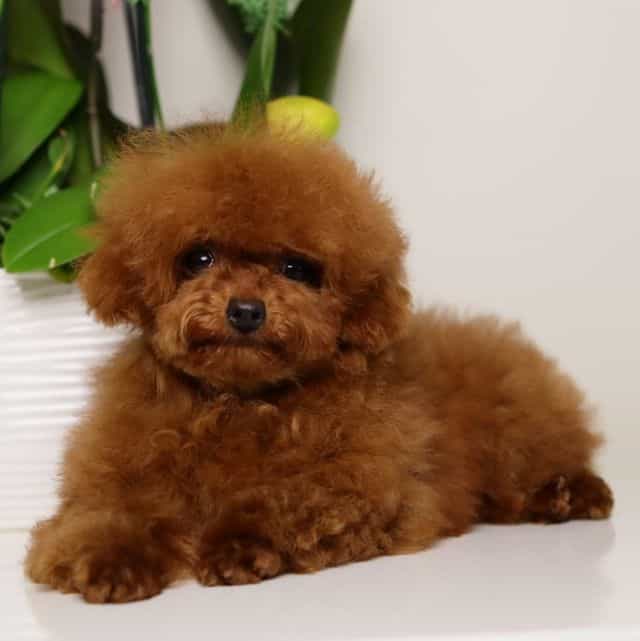 TARIX Tiny Red  - Toy Poodle Male