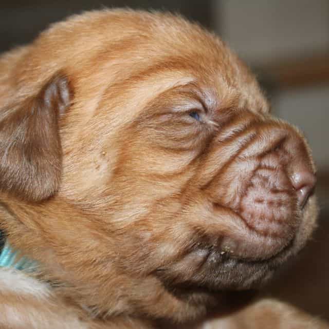 Blue - Dogue de Bordeaux Male