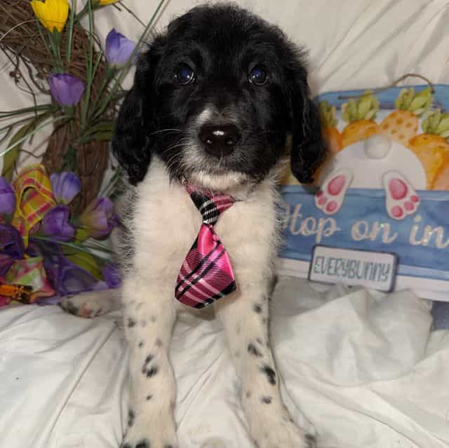 Trucker - Labradoodle Male