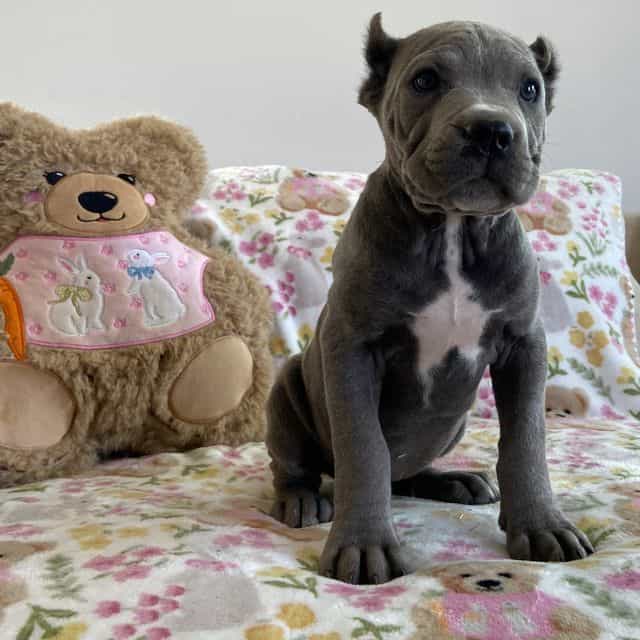 Geona  - Cane Corso Female