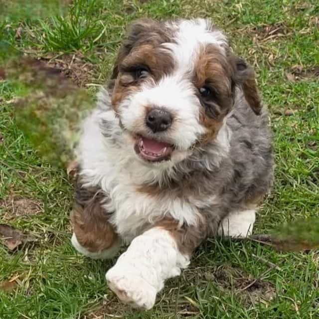 Leo - Bernedoodle Male