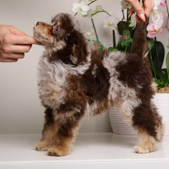 LUELLA  - Toy Poodle Female