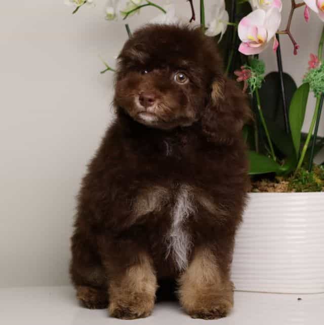 LUCIAN — CHOCOL - Toy Poodle Male
