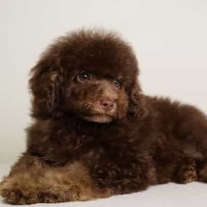 LUCAS — CHOCOLA - Toy Poodle Male