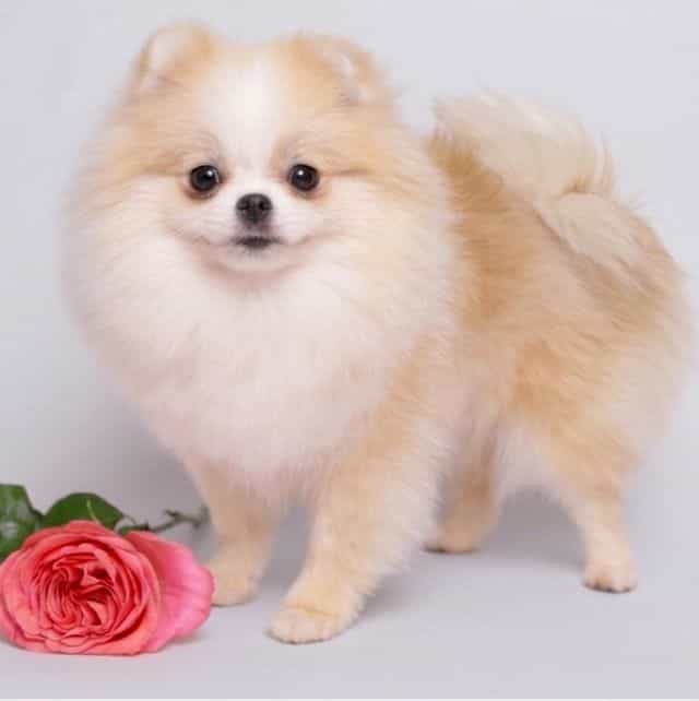 AMELIE — CREAM  - Pomeranian Female