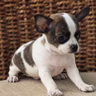 Diego - Chihuahua Male