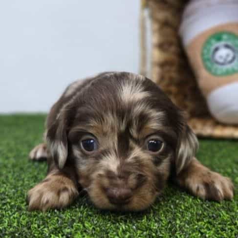 Charlie - Dachshund Male