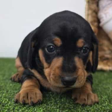 Georgia - Dachshund Female