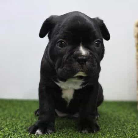 Chewy - Frenchton Male