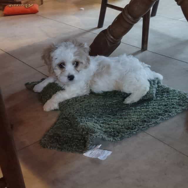 Dexter - Cavapoo Male