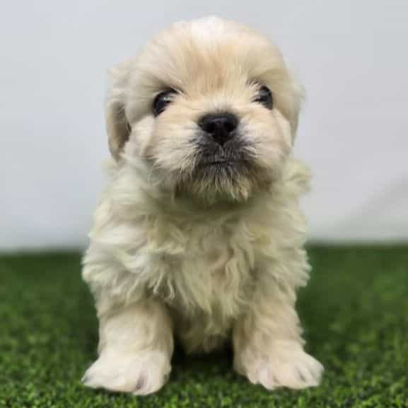 Alice - Bichon Frise Female