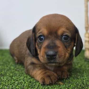 Juliette - Dachshund Female