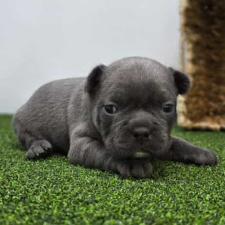 Willow - Frenchton Female