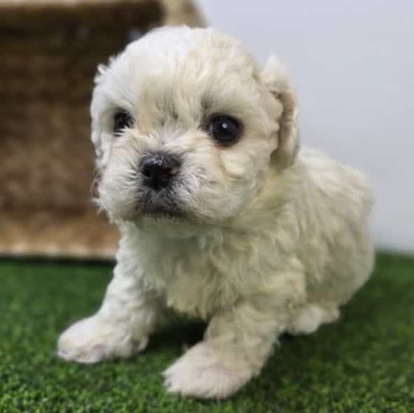 Arlo - Bichon Frise Male