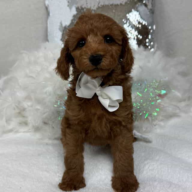 Brinley White B - Goldendoodle Male