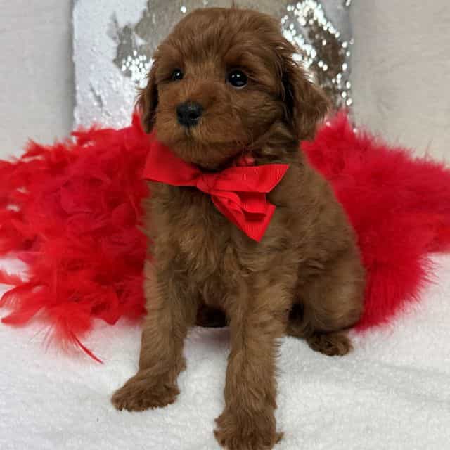 Brinley Red Boy - Goldendoodle Male
