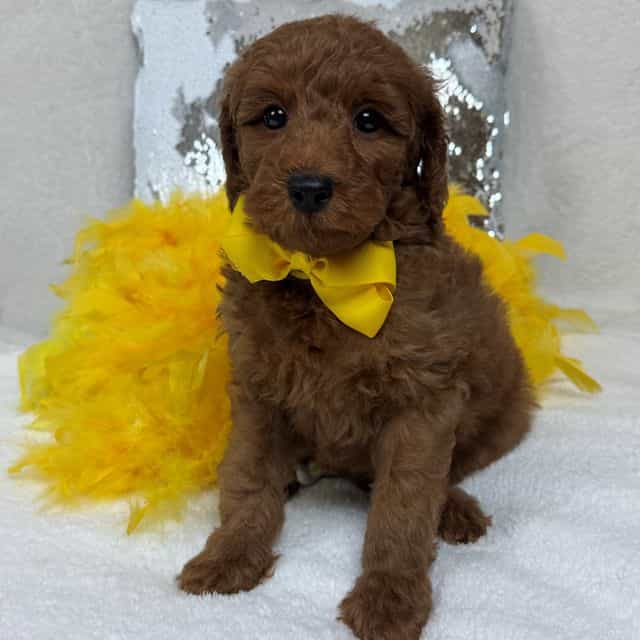 Brinley Yellow  - Goldendoodle Male