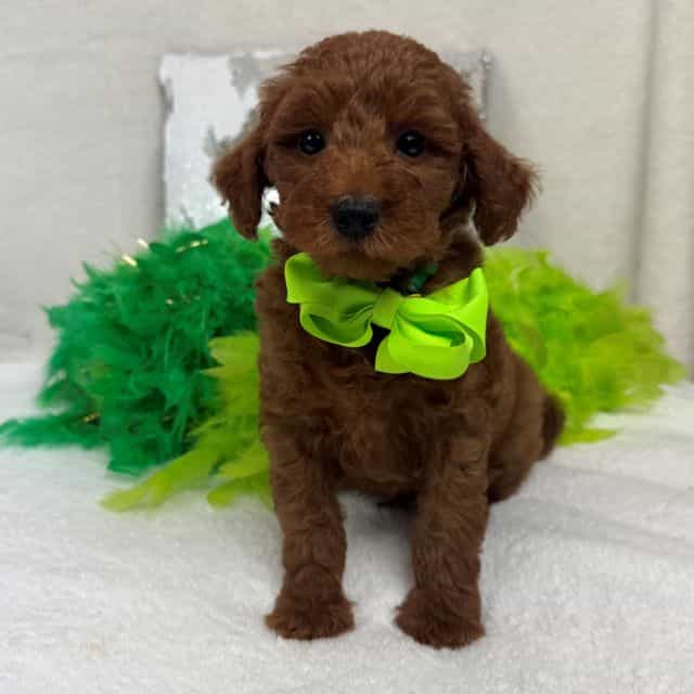 Brinley Green B - Goldendoodle Male