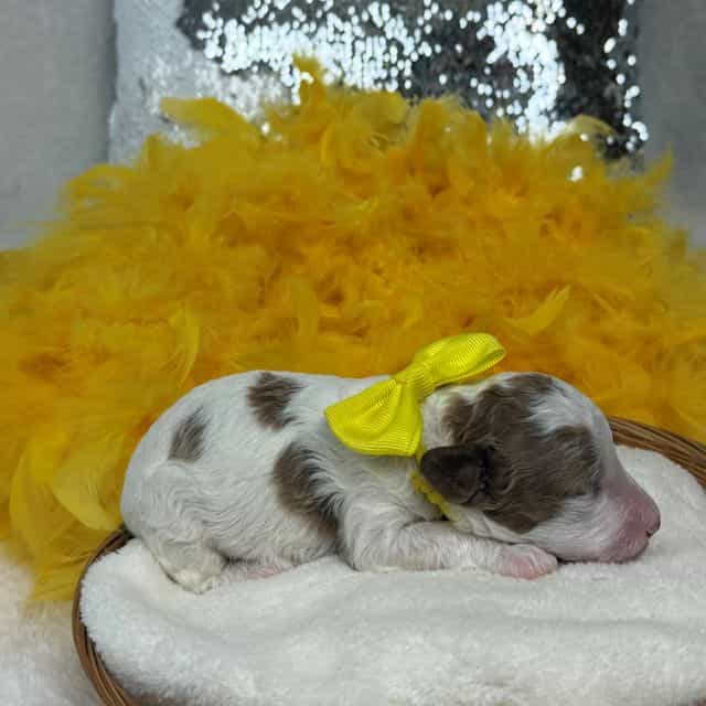 Ellie Yellow Gi - Cavapoo Female