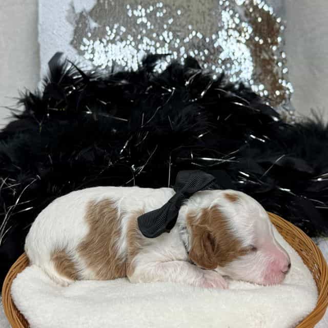 Ellie Black Gir - Cavapoo Female