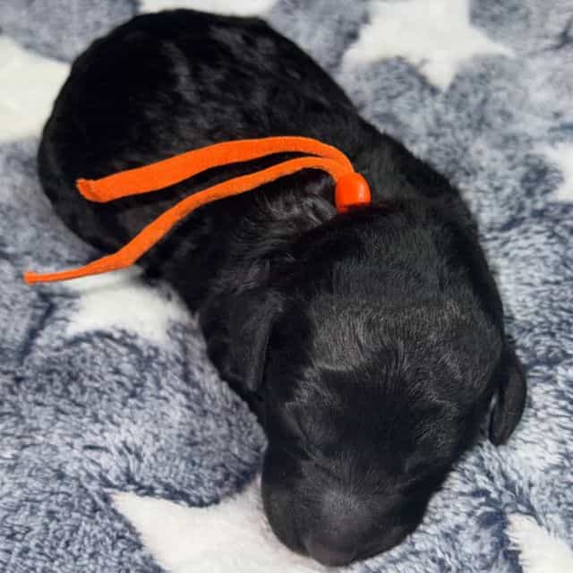 Sunshine - Standard Poodle Male