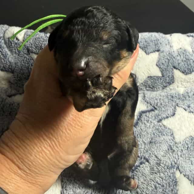 Puddles - Standard Poodle Male