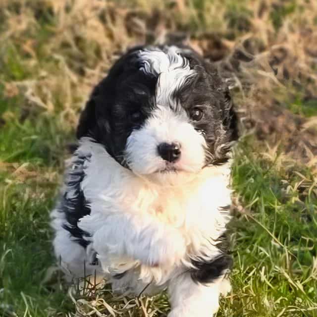 Bessie - Cavapoo Female