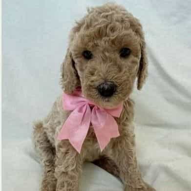 Marigold "Goldi - Labradoodle Female