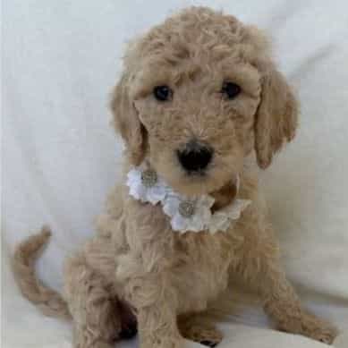 Bluebell "Bell" - Labradoodle Female