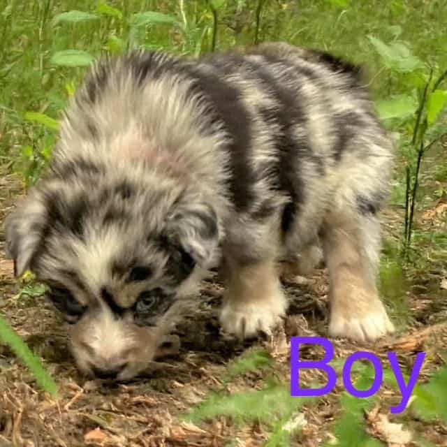 Everest - Australian Shepherd Male