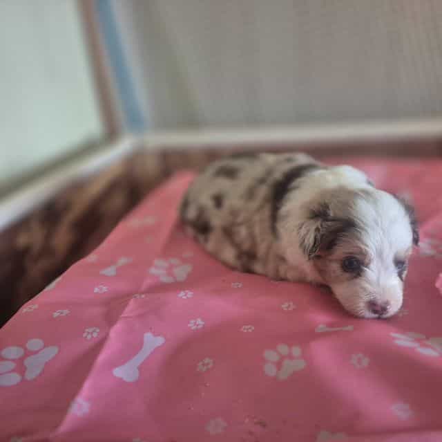 Zero - Australian Shepherd Female