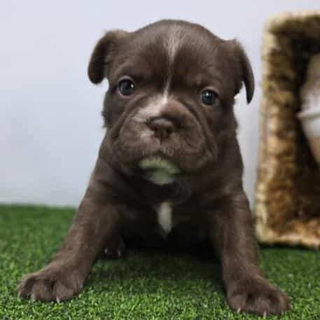 Penny - Frenchton Female